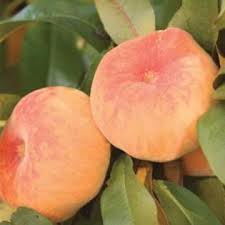 Peach Tree Leaf Absolute Oil